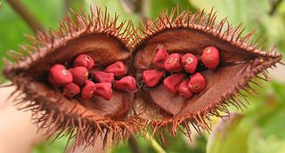 Annatto Seed or Achiote